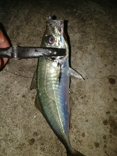 エギング、アジング