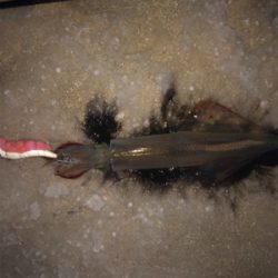 極寒のヤリイカ