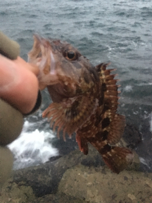 荒天のメバリング