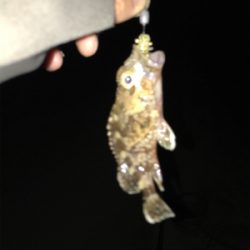 栖本港でライトゲーム①