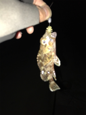 栖本港でライトゲーム①