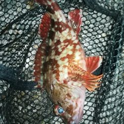 デイライトゲーム