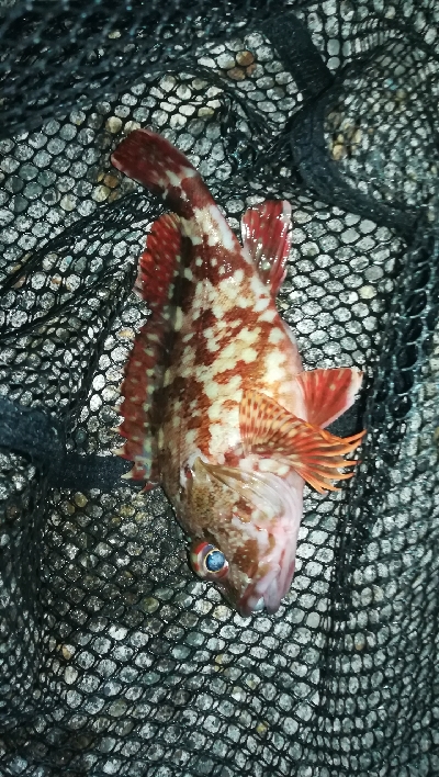 デイライトゲーム