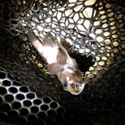 メバリング好調!