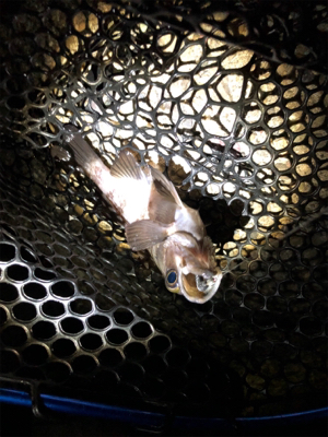 メバリング好調!