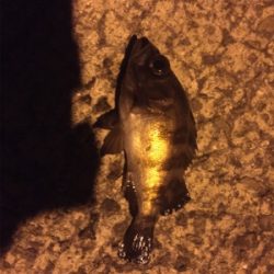 風も波も穏やかでしたが。。