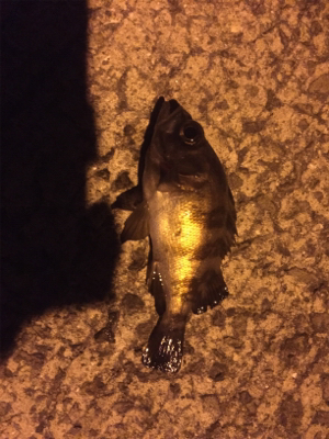 風も波も穏やかでしたが。。