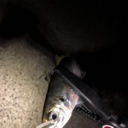 寒波襲来?!佐世保アジング