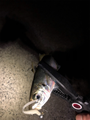 寒波襲来?!佐世保アジング