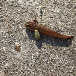 栖本港ライトゲーム②