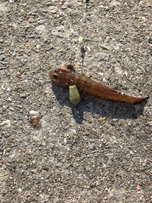 栖本港ライトゲーム②