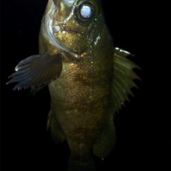 メバリンガー1805〜1845