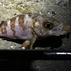 楽しいメバリング