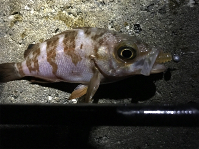 楽しいメバリング