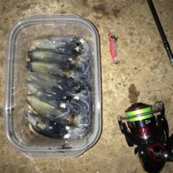 リベンジ ヒイカ釣り(^^)