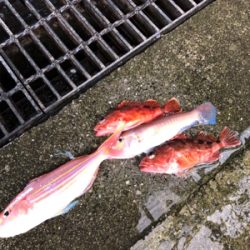 色々釣れたけど