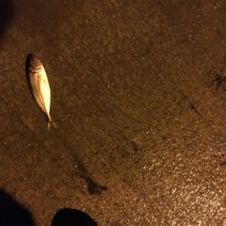 ちょい遠征アジング