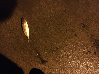 ちょい遠征アジング