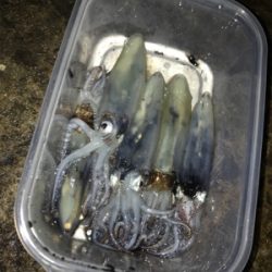 ポツリ…ポツリ…のヒイカ釣り