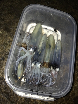 ポツリ…ポツリ…のヒイカ釣り