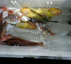 釣り初めは高級魚