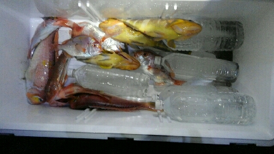 釣り初めは高級魚