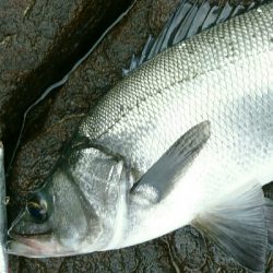 風速９mの爆風でサラシを撃ちまくる。