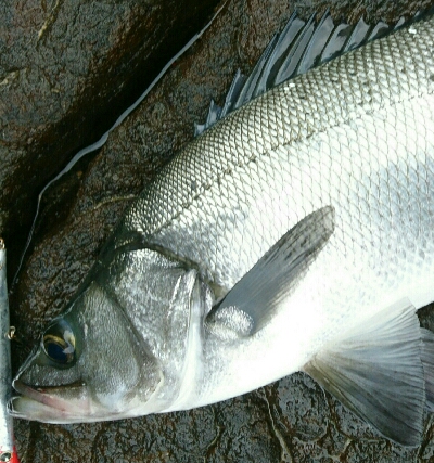 風速９mの爆風でサラシを撃ちまくる。