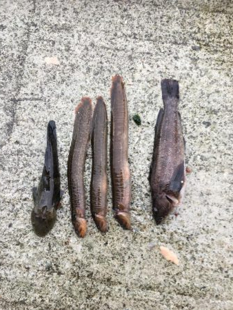 ガシラ、メバル、アイナメ？クジメ？、ギンポ…