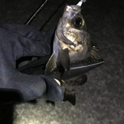 激寒メバリング