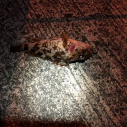 爆風ロックフィッシング