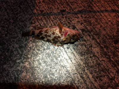 爆風ロックフィッシング