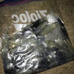 まだまだ、ヒイカ釣り(^.^)