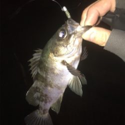 御所浦ライトゲーム最終日