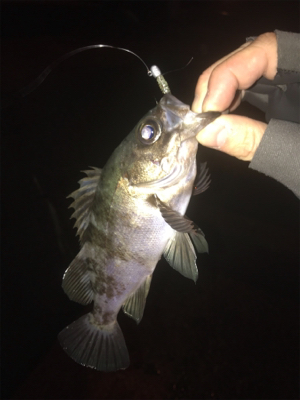 御所浦ライトゲーム最終日