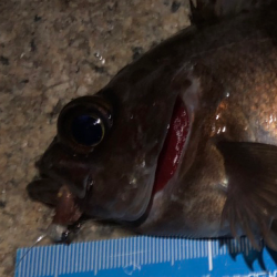 メバリング初め