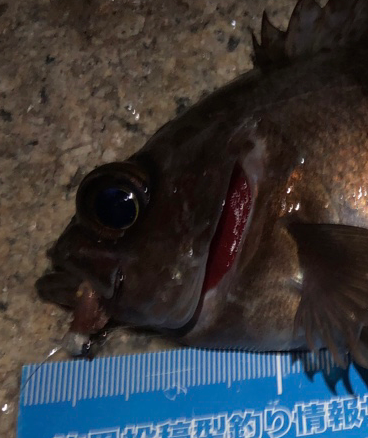 メバリング初め