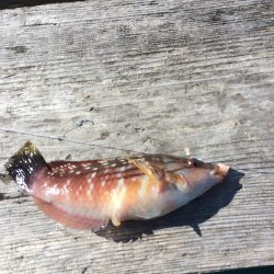 飲ませのヒラメ釣り