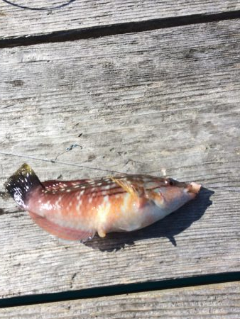 飲ませのヒラメ釣り