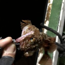 早朝ロックフィッシュゲーム