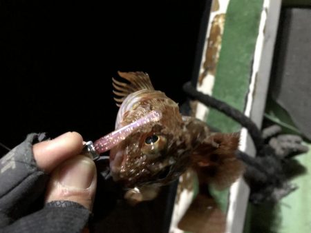 早朝ロックフィッシュゲーム