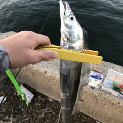 湾奥まだおるでタチウオ