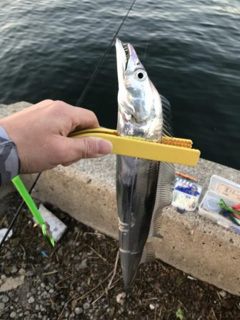 湾奥まだおるでタチウオ