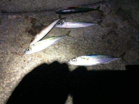 2019初ショアジギ