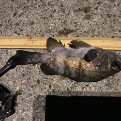 メバル プラッキング〜