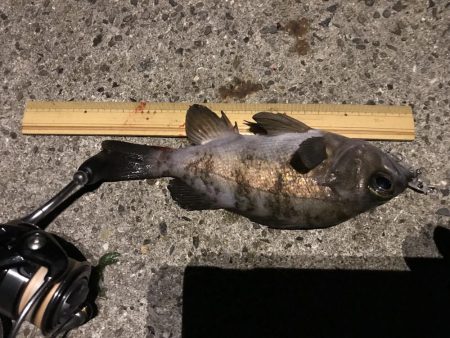 メバル プラッキング〜