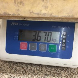 出た！メーター越え ショアブリ