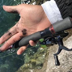 今年初のエギング