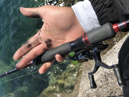 今年初のエギング