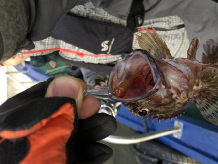 ロックフィッシュか